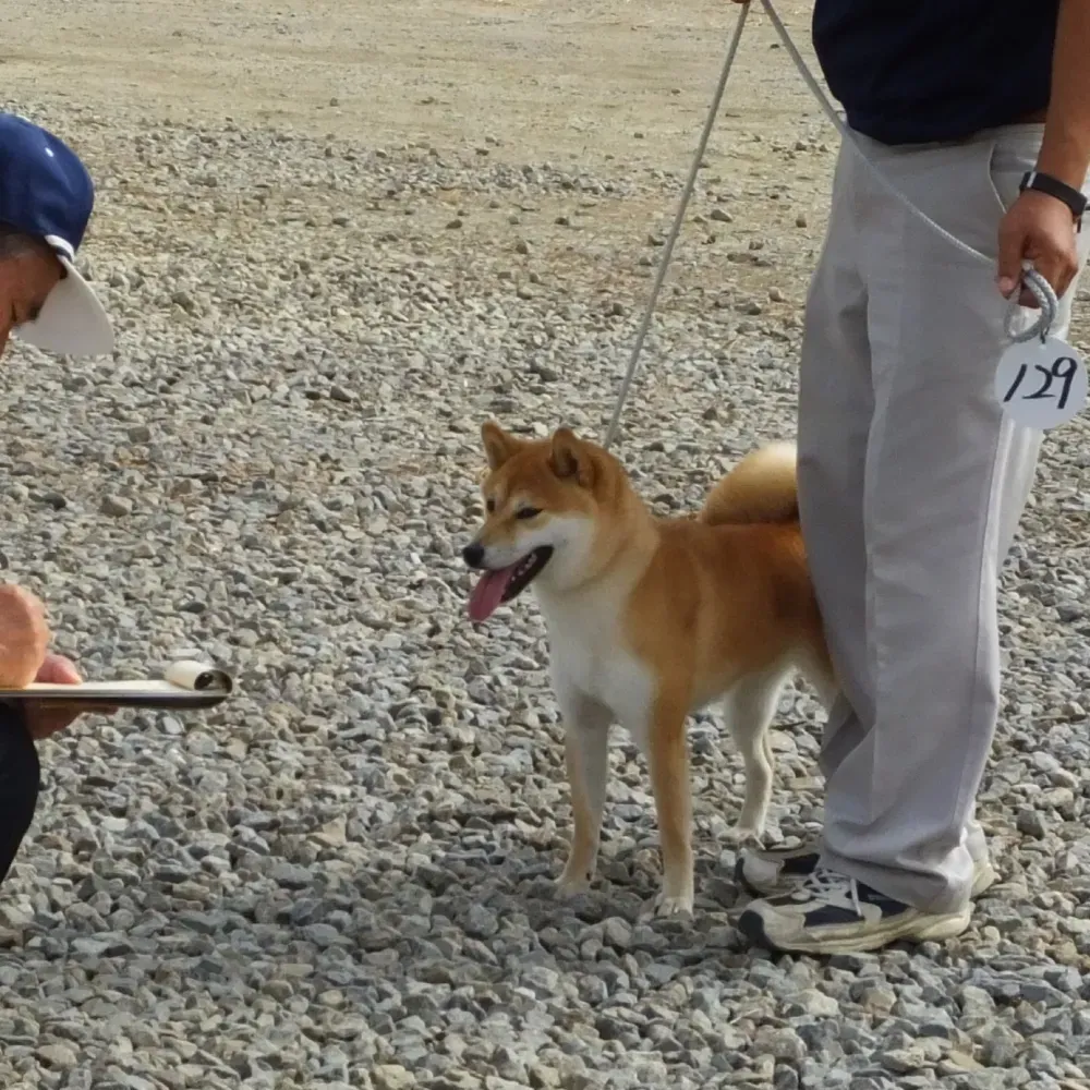 若松 猫 ブリーダーのプロが教える！失敗しない子猫選びの完全ガイド